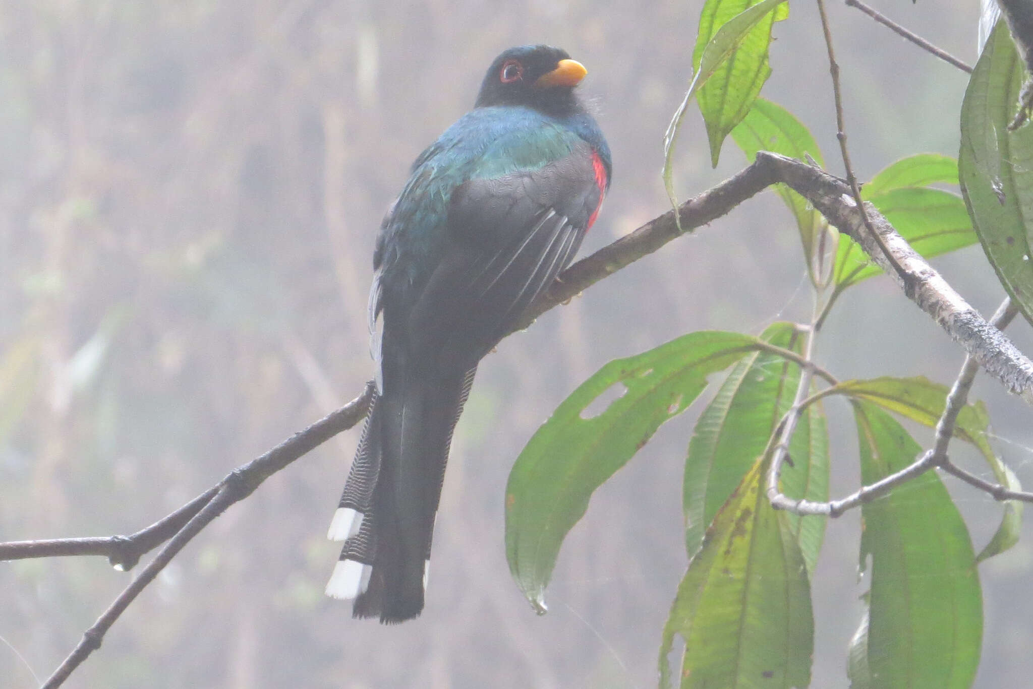 Imagem de Trogon personatus Gould 1842