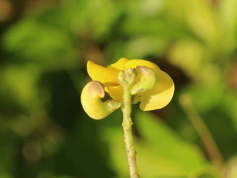 Image of Vigna reflexo-pilosa Hayata