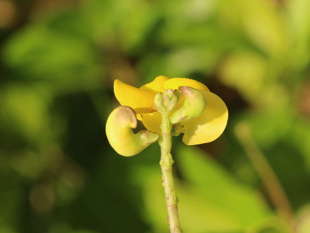 صورة Vigna reflexo-pilosa Hayata