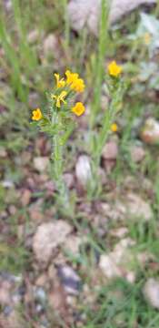 Image of Menzies' fiddleneck