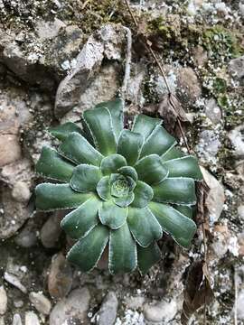 Слика од Saxifraga mutata L.