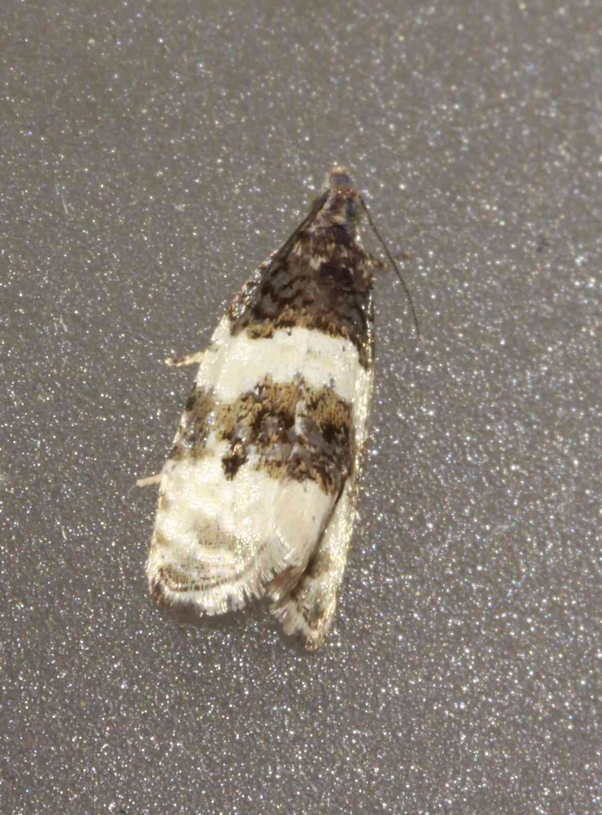 Olethreutes bipartitana Clemens 1860 resmi