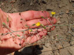 Image of southern hawkweed