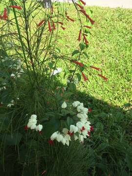 Слика од Clerodendrum thomsoniae Balf. fil.