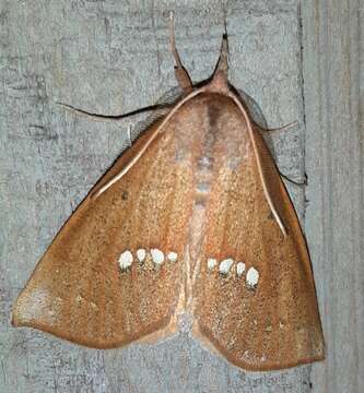 Image of Large Necklace Moth