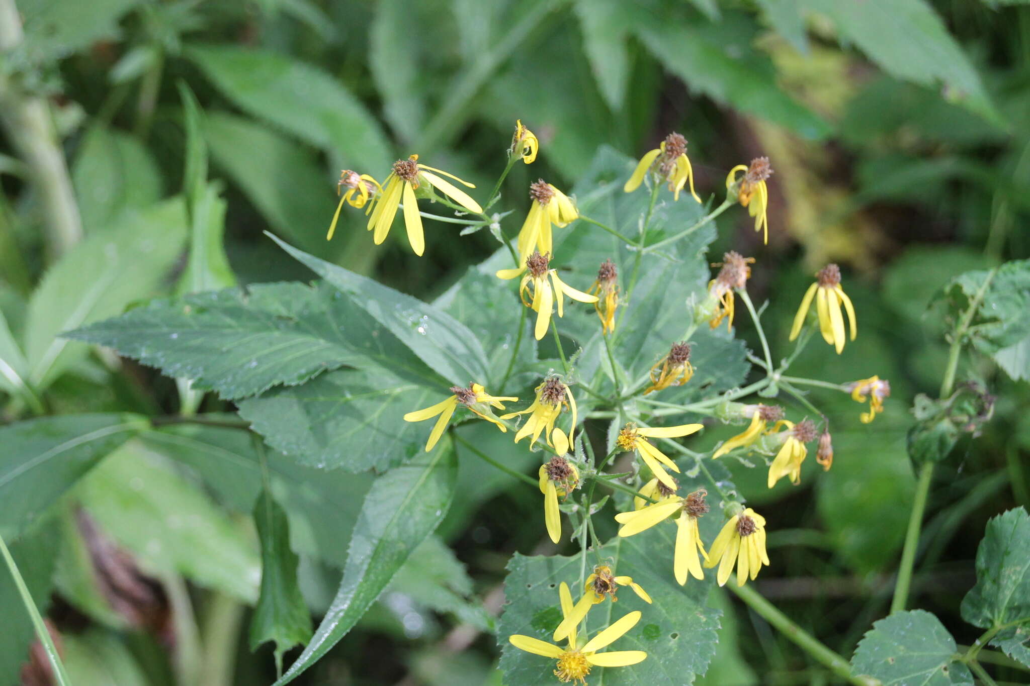 Imagem de Senecio nemorensis L.