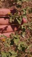 Image of Brickellia glandulosa (Llave ex Llave & Lex.) Mc Vaugh