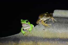 Image of Farmland green flying frog