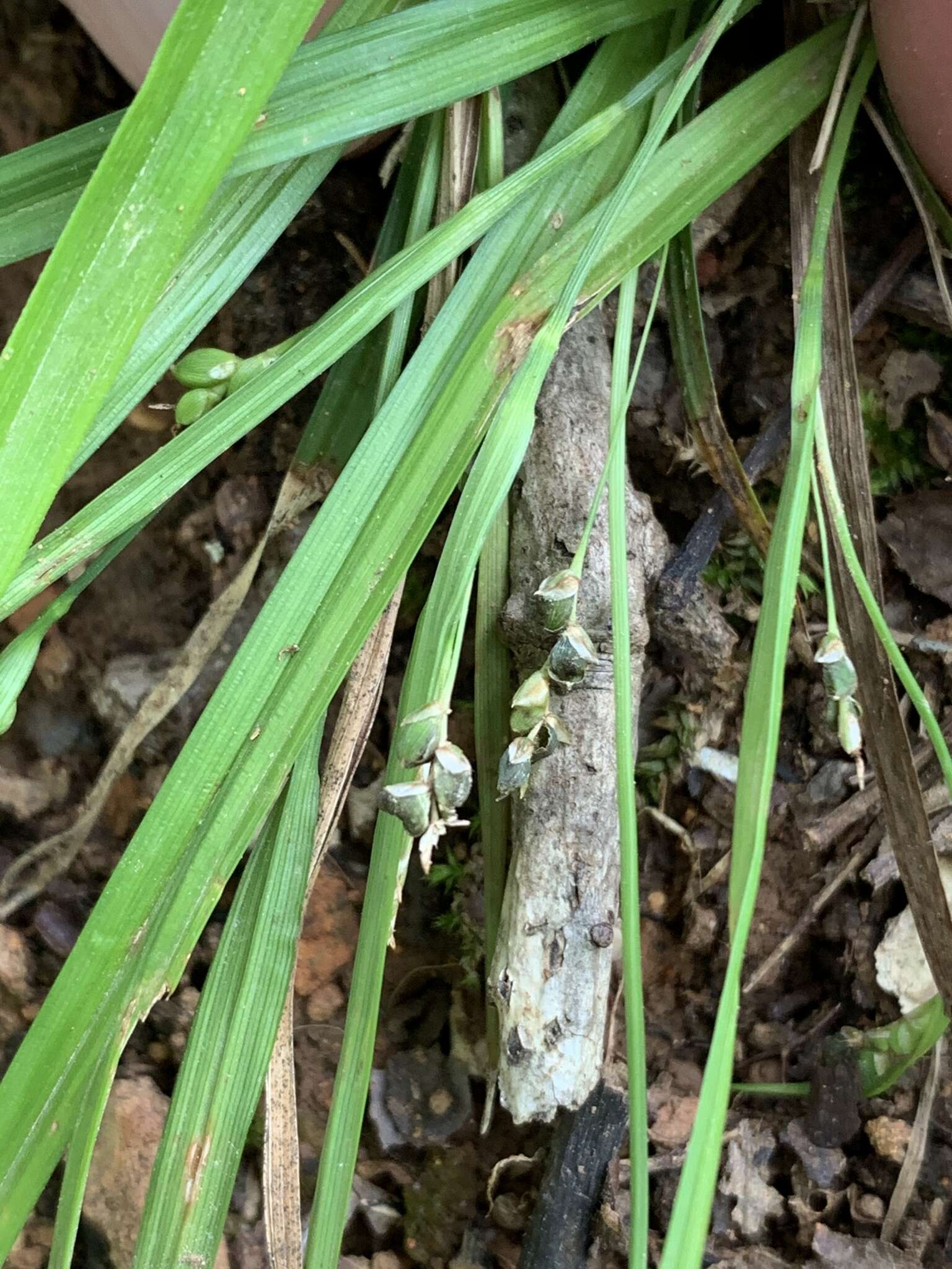 Image of Cumberland sedge