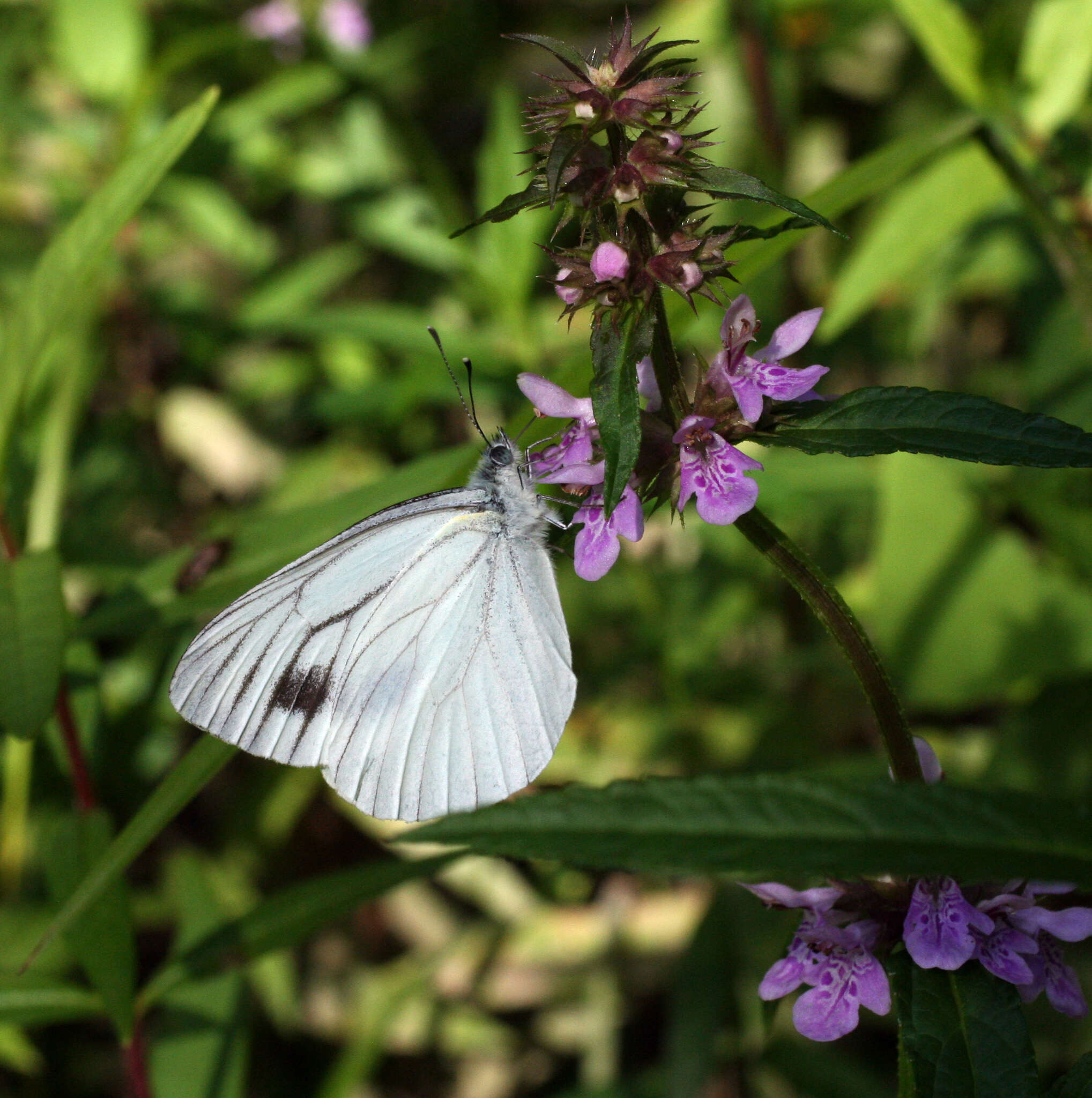 Image of Pieris dulcinea (Butler 1882)