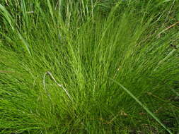 Image of prairie dropseed