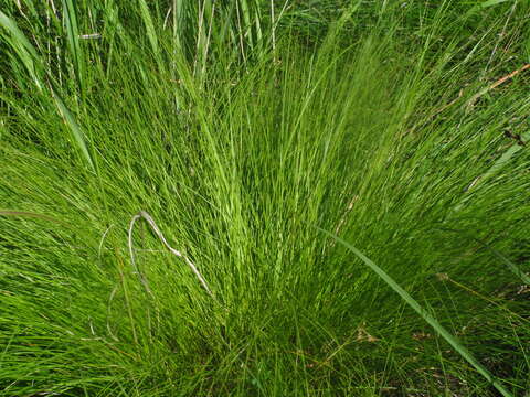 Image of prairie dropseed