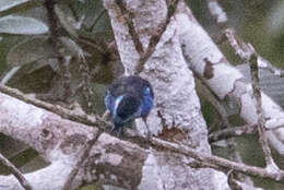 Image of Opal-rumped Tanager