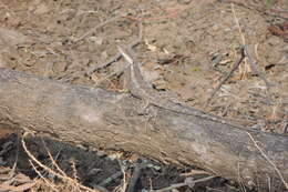 Image of Amphibolurus burnsi (Wells & Wellington 1985)