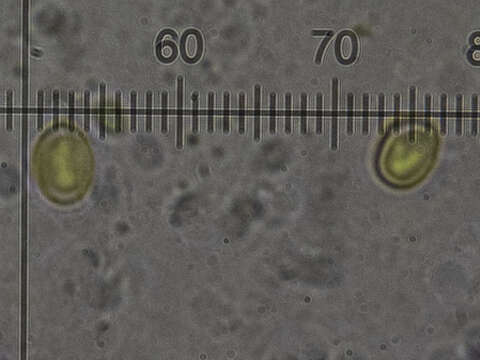 Image of Yuchengia narymica (Pilát) B. K. Cui, C. L. Zhao & K. T. Steffen 2013