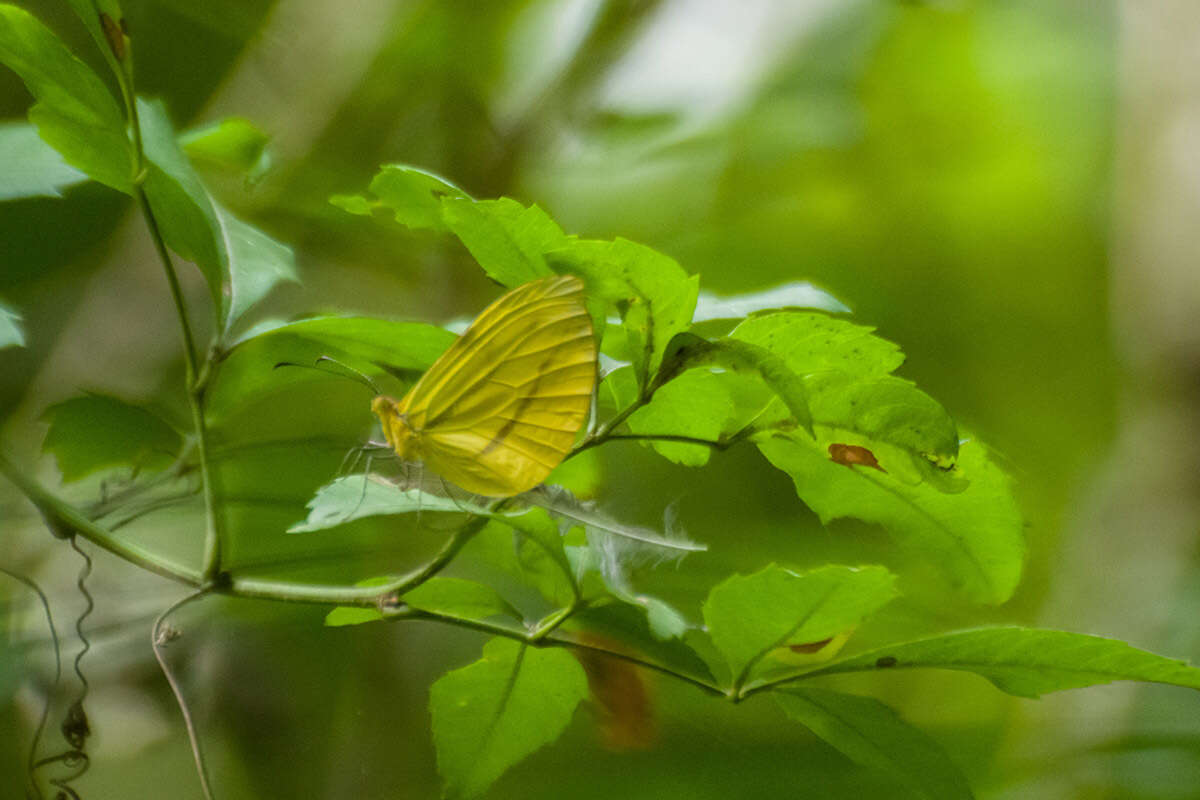 Image of Enantia clarissa (Weymer 1895)