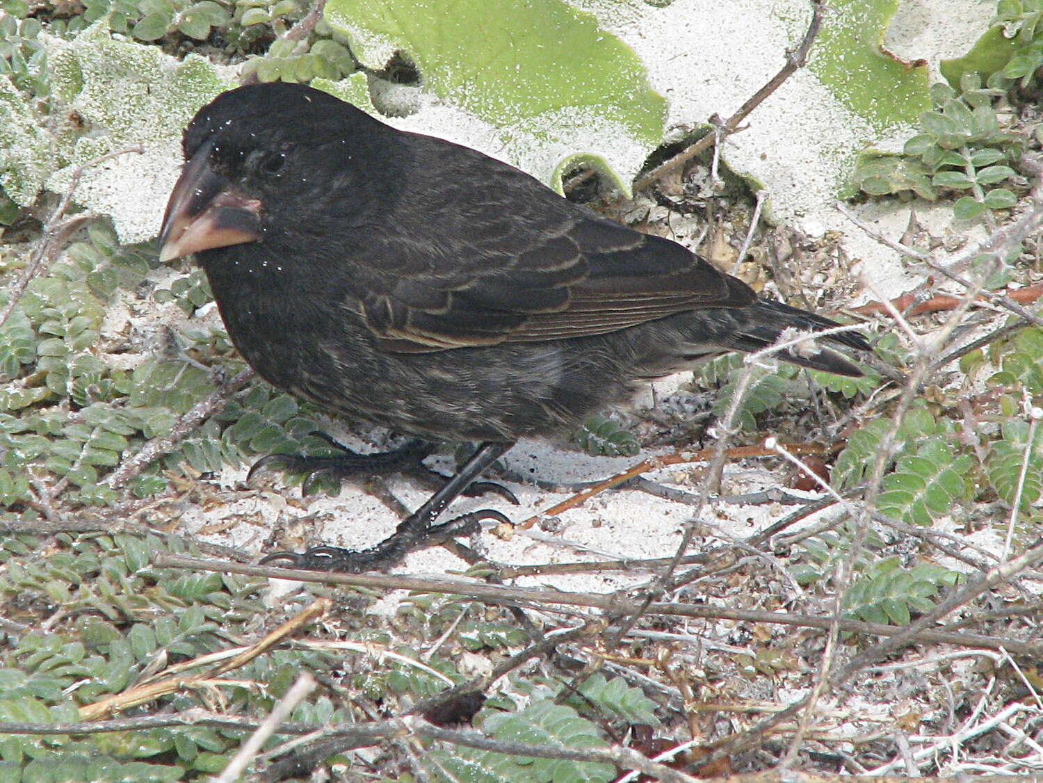 Image of Espanola Cactus Finch