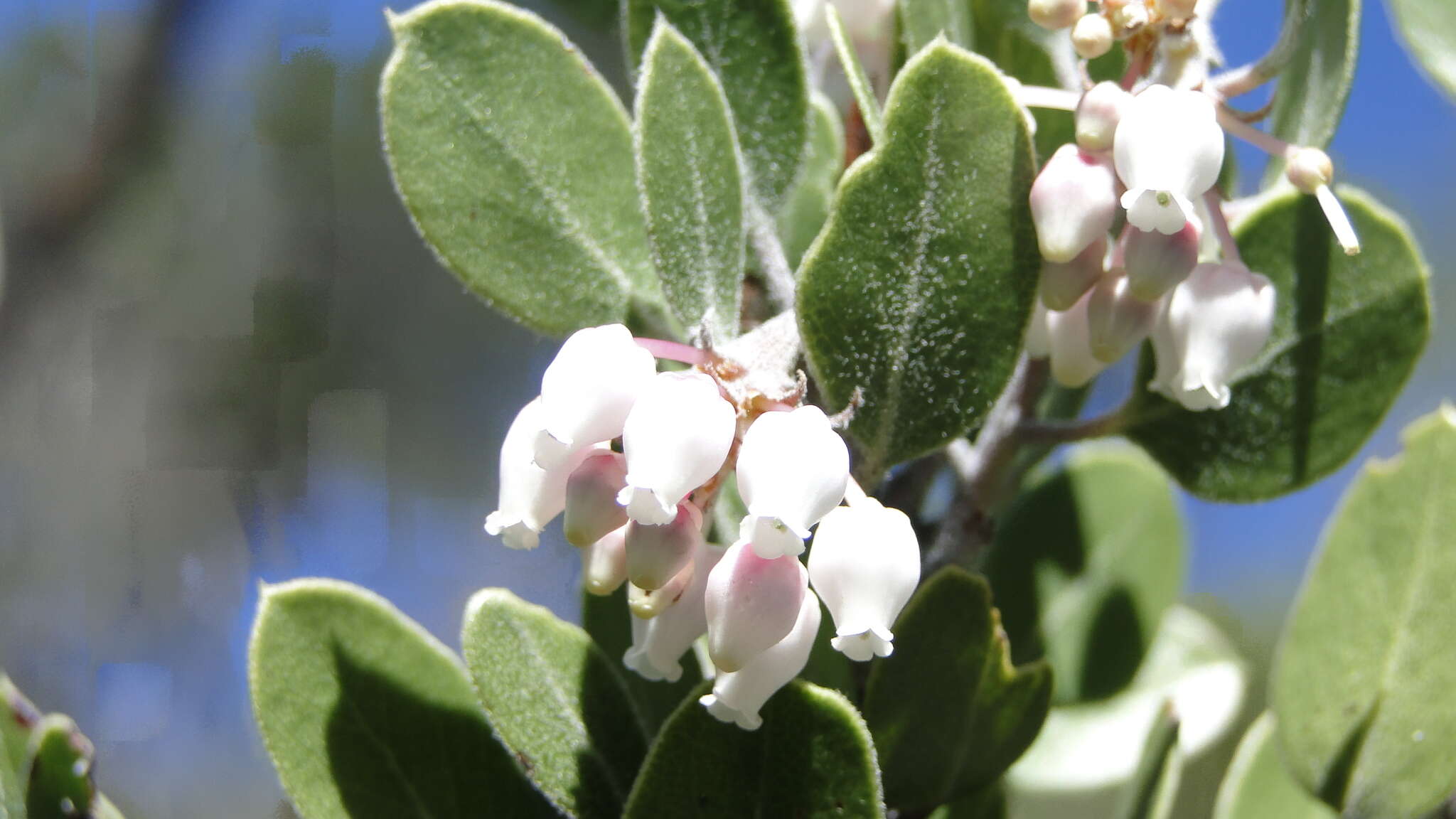 Image of pointleaf manzanita