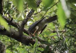 Image of Collared Sparrowhawk