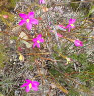 Image of Chironia tetragona L. fil.