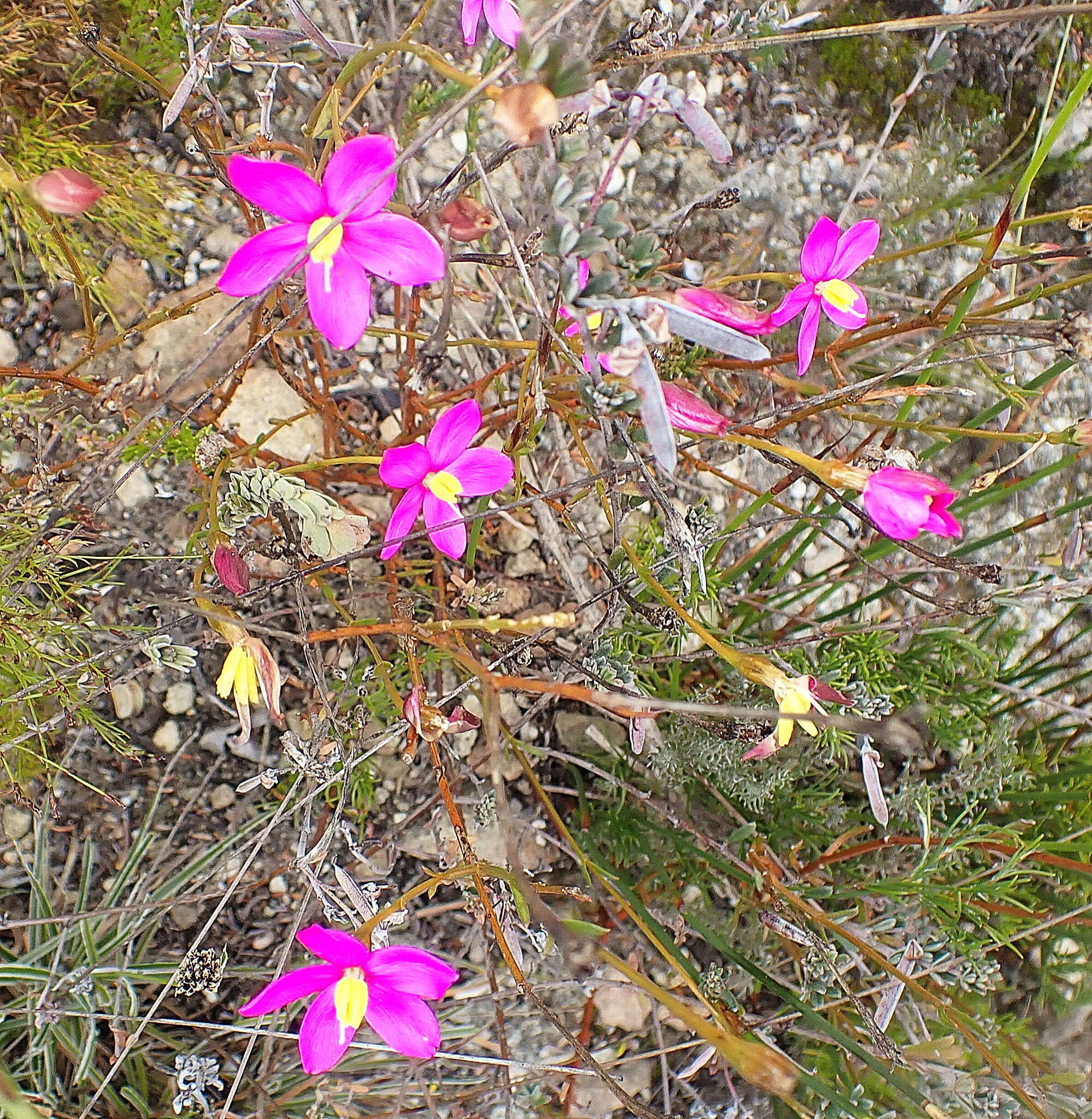 Image of Chironia tetragona L. fil.