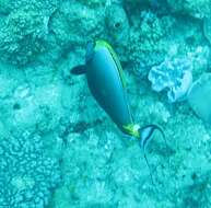 Image of Elegant Unicornfish