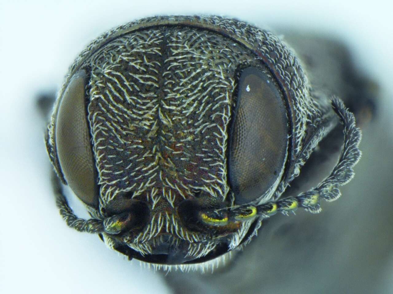 Image of Agrilus aeneocephalus Fisher 1928