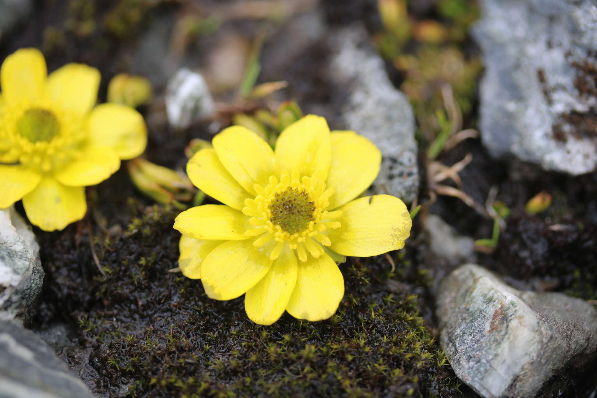 Image of Ranunculus pachyrrhizus Hook. fil.