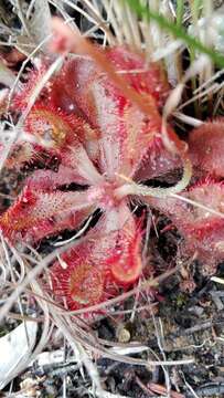 Image de Drosera natalensis Diels