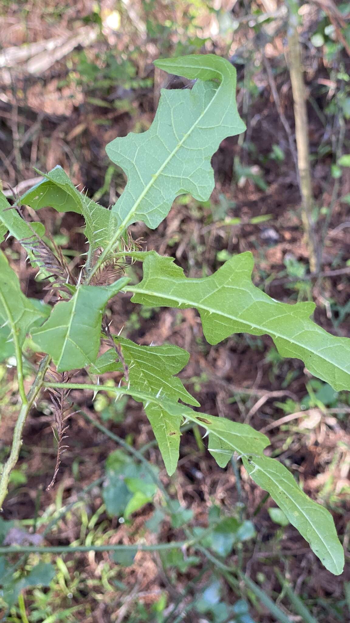 Plancia ëd Solanum tampicense Dun.