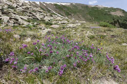 Plancia ëd Trifolium attenuatum Greene