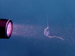 Image of Pacific sea gooseberry