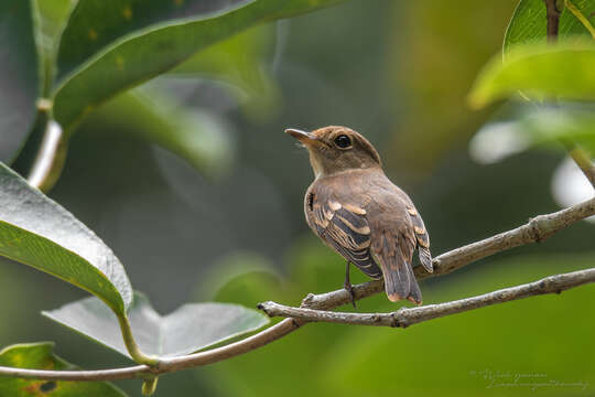 Image of Muscicapa williamsoni williamsoni Deignan 1957