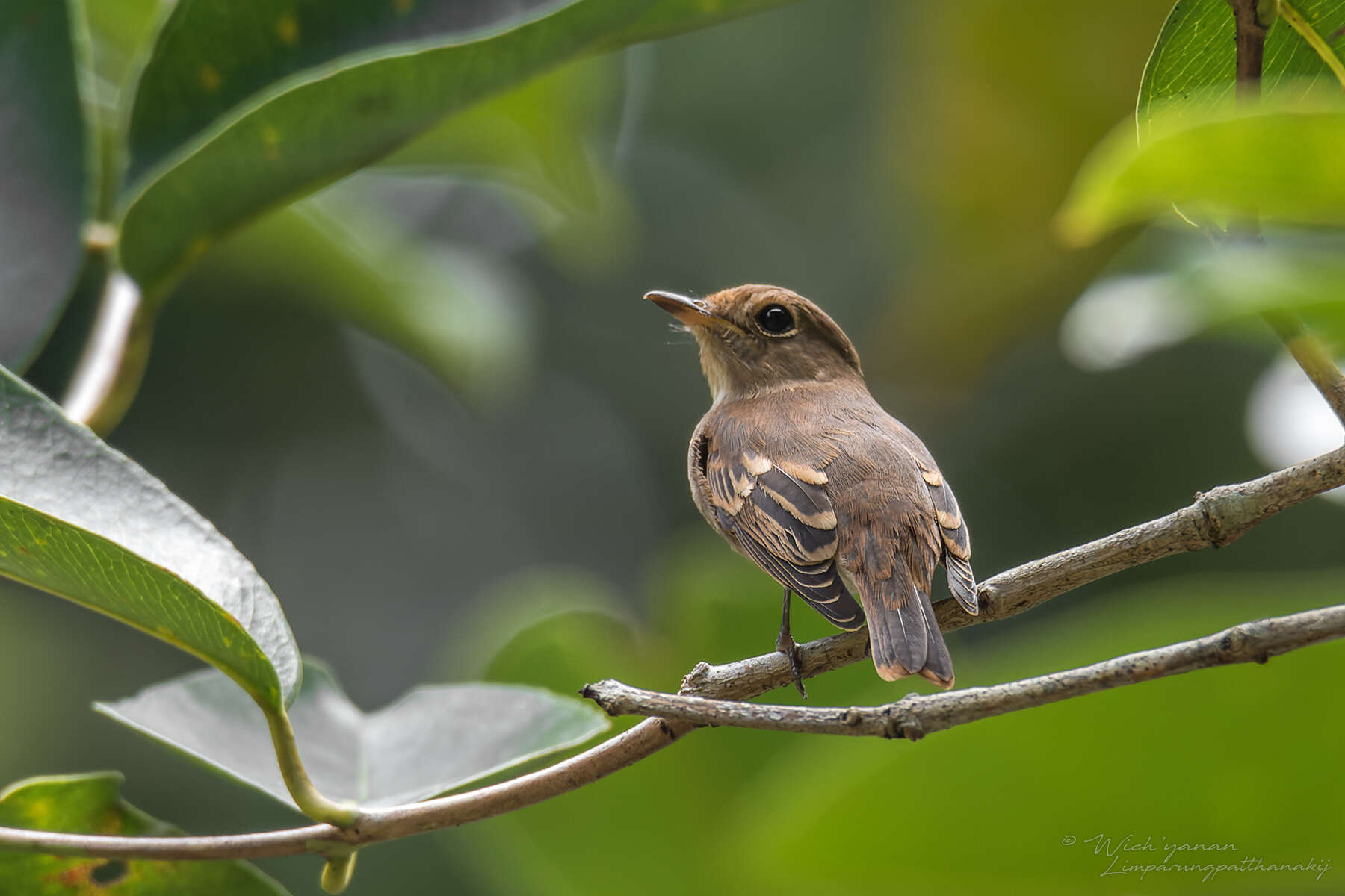 Image of Muscicapa williamsoni williamsoni Deignan 1957