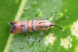 Image of Slosson's Metalmark Moth