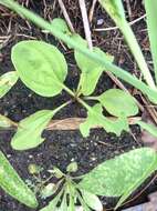 Image of blackseed plantain