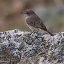 Image of Brown-tailed Rock Chat