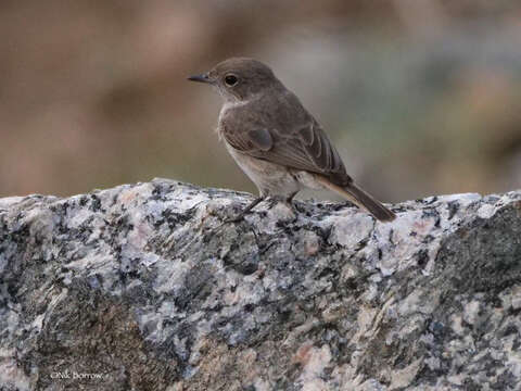 Image of Brown-tailed Rock Chat