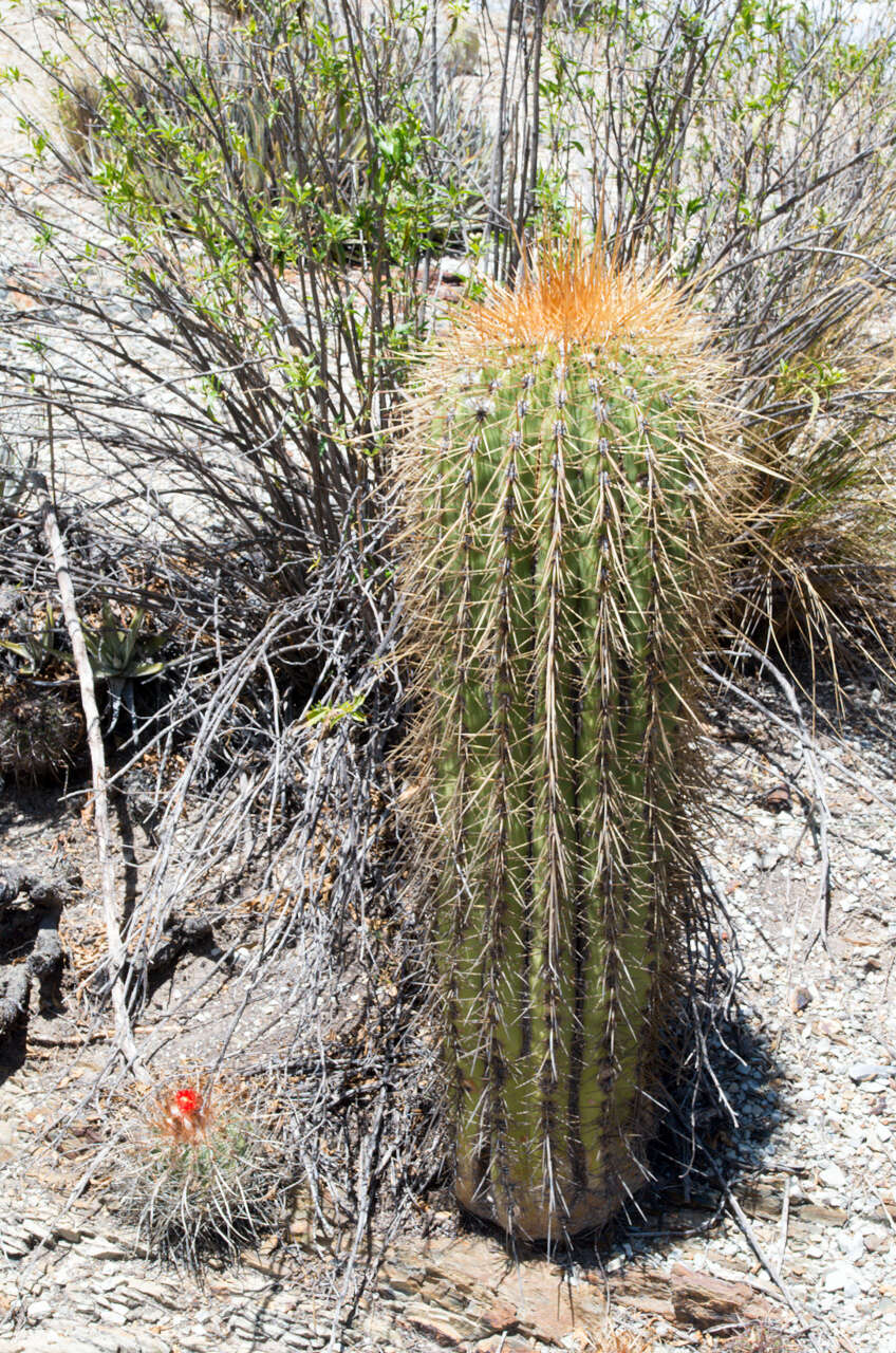 Imagem de Echinopsis tarijensis (Vaupel) H. Friedrich & G. D. Rowley