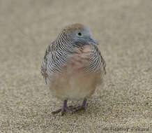 Image of Zebra Dove