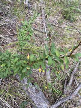 Image of Colorado barberry