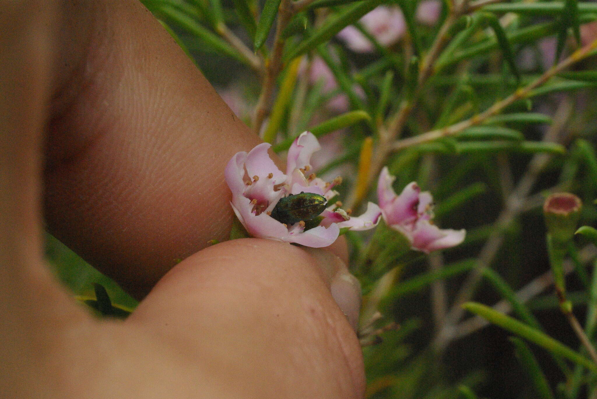 Image of Diphucrania viridipurpurea (Carter 1924)