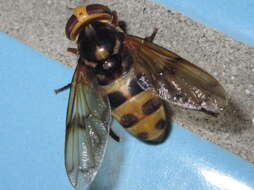 Image of Volucella nigropicta Portschinsky 1883