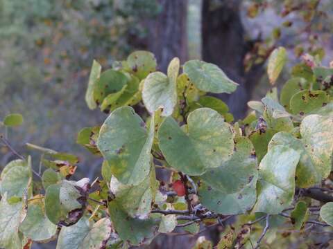 Слика од <i>Cercis orbiculata</i>