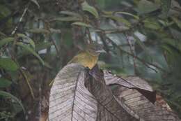 Image of Ochre-breasted Tanager