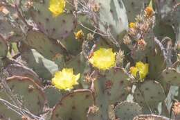 Image of Brownspine Pricklypear