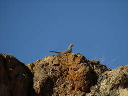 Image of Diamond Dove