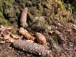 Image of Abies guatemalensis var. jaliscana Martínez