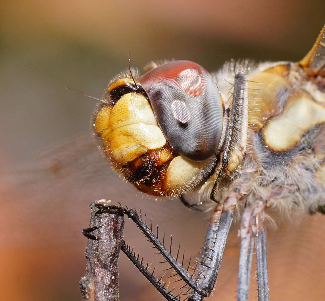 Image of Common Glider