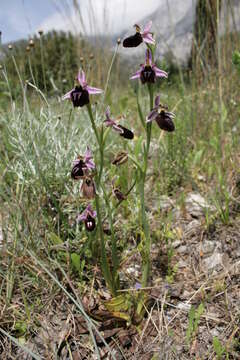 Image of Horseshoe bee-orchid